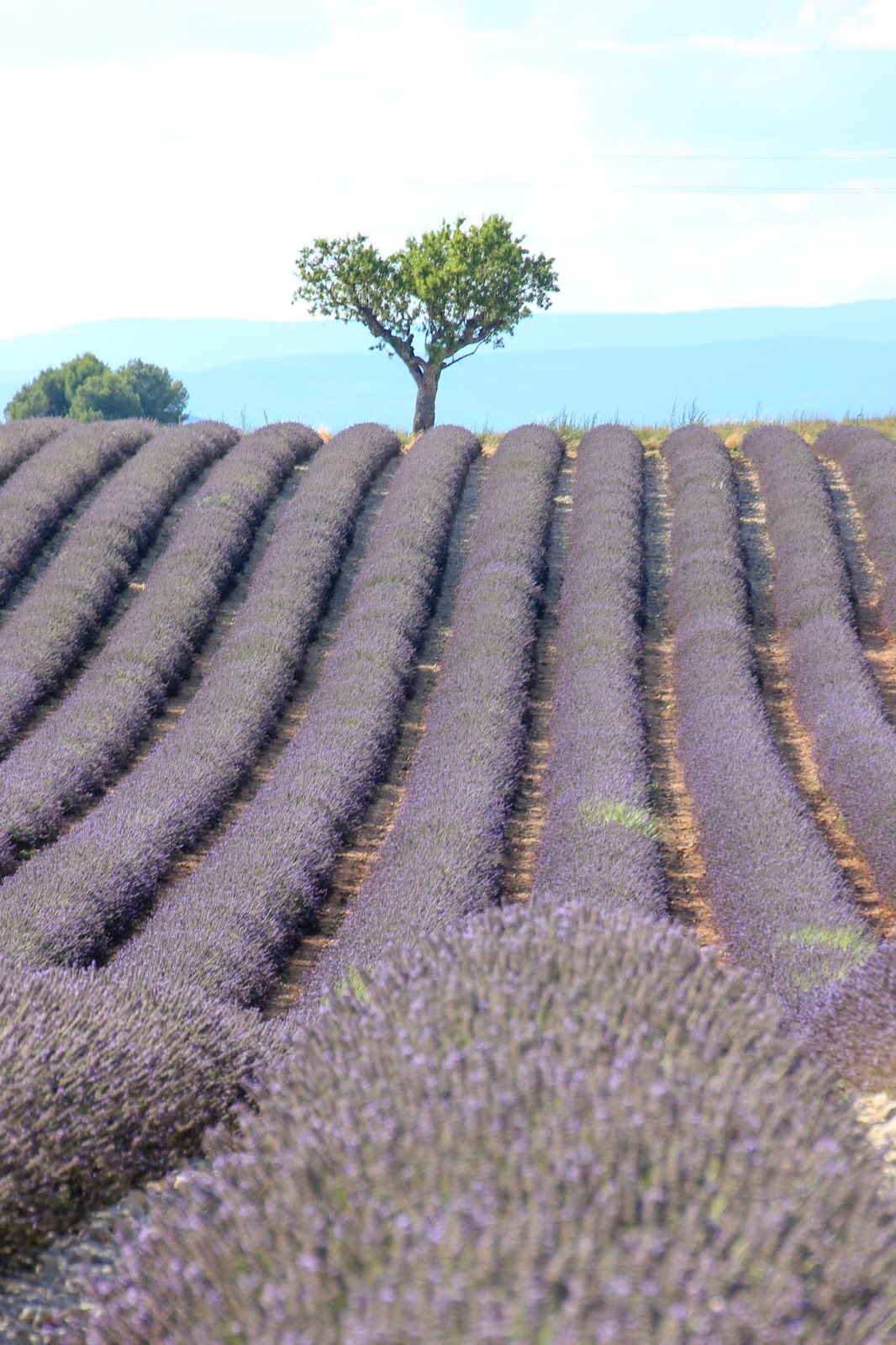 Le Plateau de Valensole