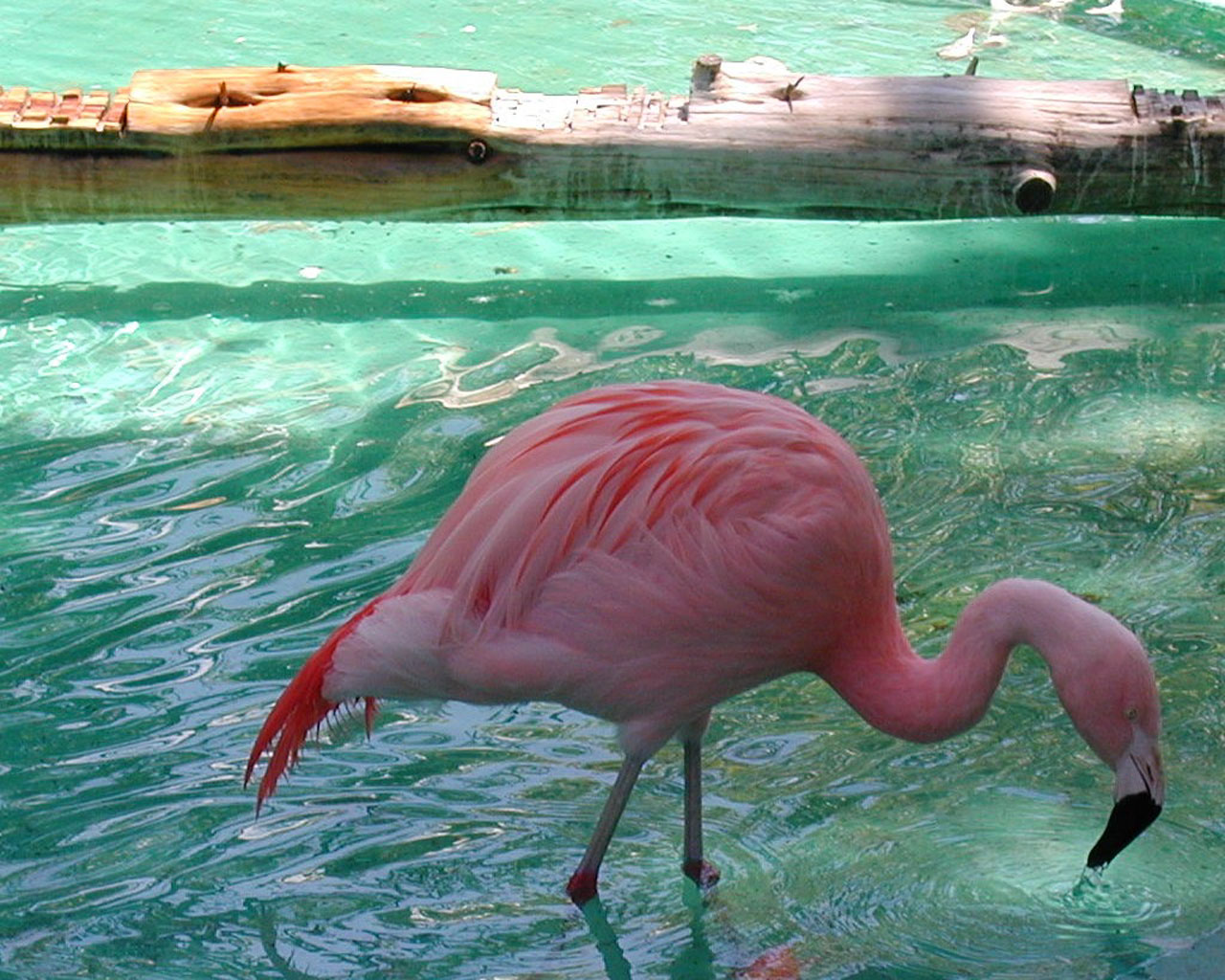Какое животное розовое. Фламинго в Бургасе. Фламинго Пхукет Эстетика. Розовый Фламинго. Розовые животные.