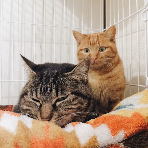 キジトラ猫と茶トラ猫