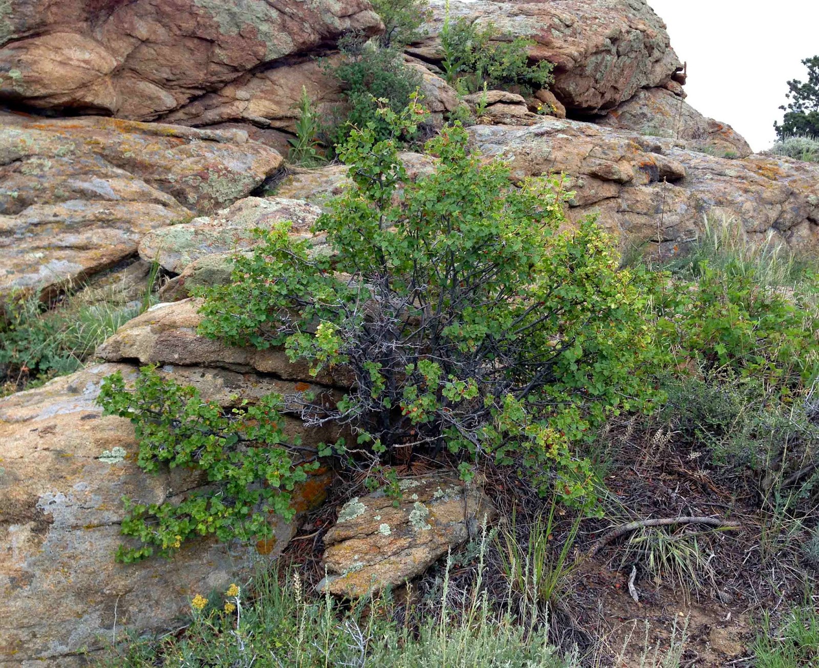 Rocky Mountain Bushcraft Rocky Mountain Edible Plant Identification