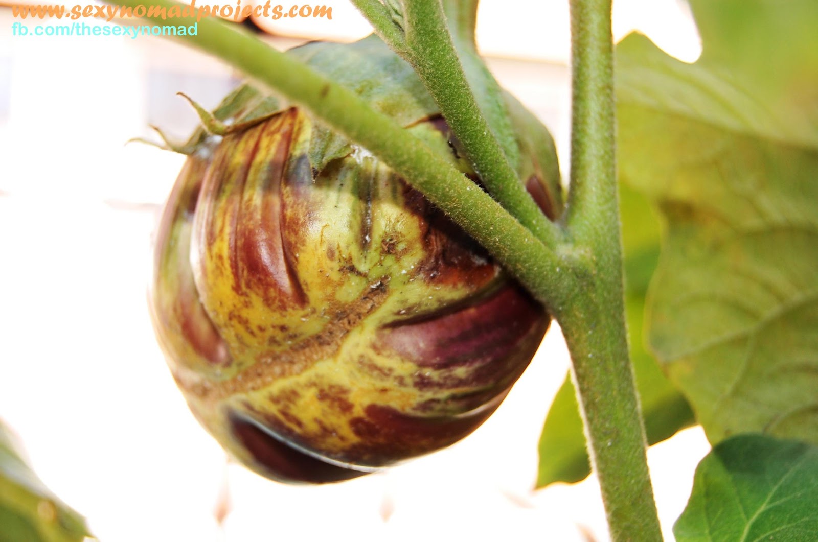 Sexy Nomad's Projects My Egglants are Turning Yellow