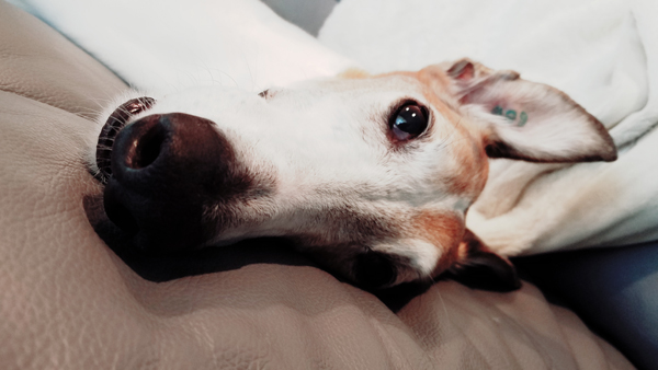 image of Dudley lying on the couch, with his loooong nose in close-up