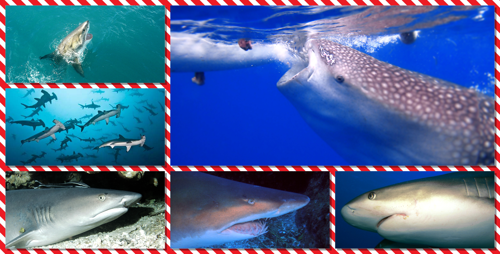 Fotos de Aldo Galante Sharks and Rays