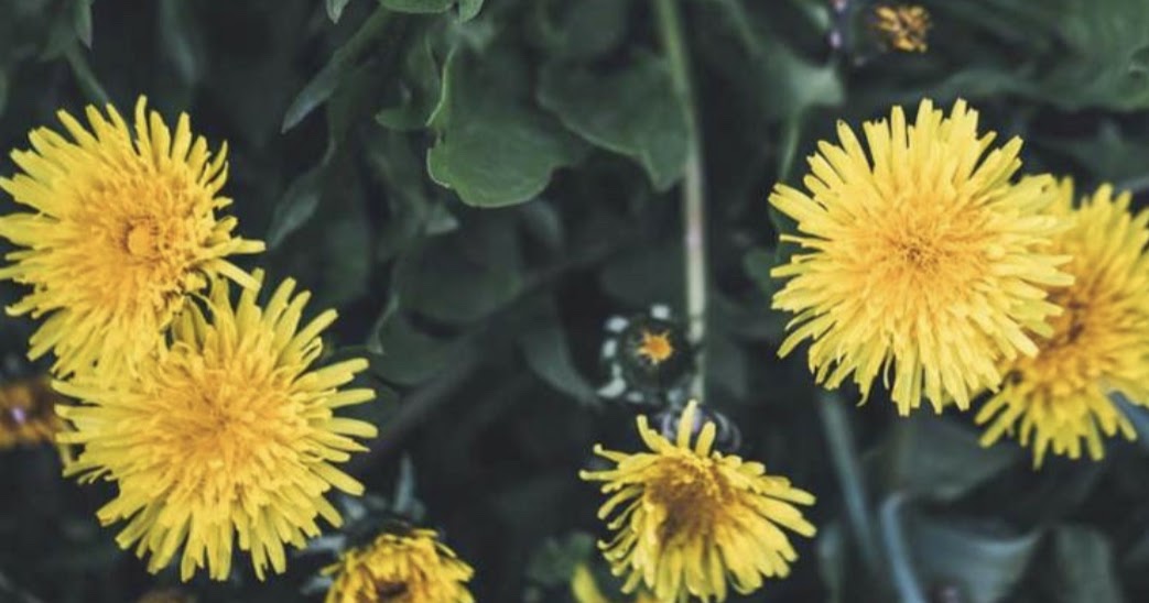 Elm Creek Manor blog Wild Foraging