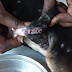 Este cão tinha centenas de parasitas em seu corpo. A reação dele quando eles são retirados é inacreditável.