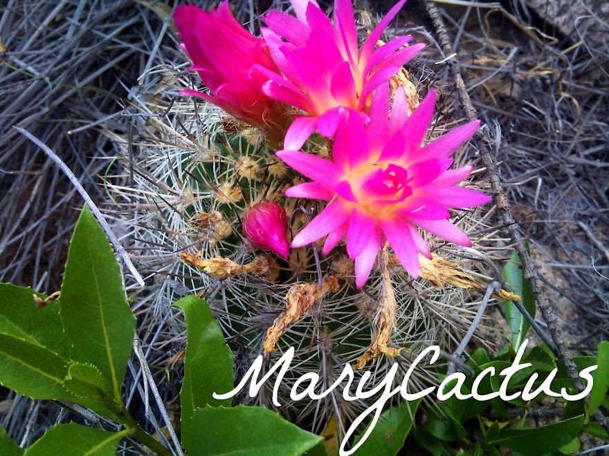 Marycactus
