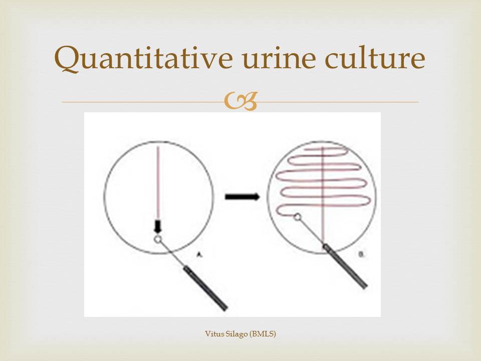 CLINICAL BACTERIOLOGY/ URINE CULTURE