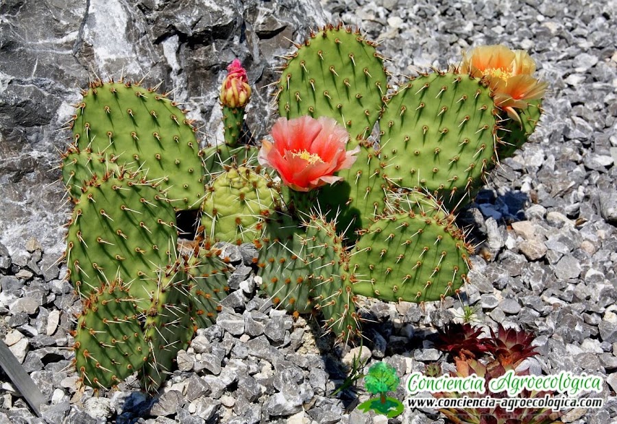 cactus con flores son más resistentes