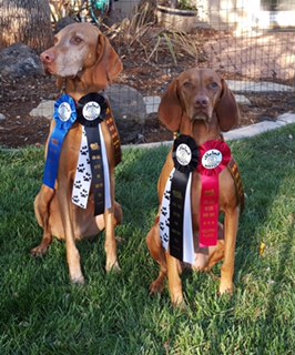 The girls did Barn Hunt together Nov 2015. They had so much fun getting their novice titles, RATN!