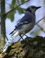 jay birds jays bluey wild bird flying bluejay toronto
