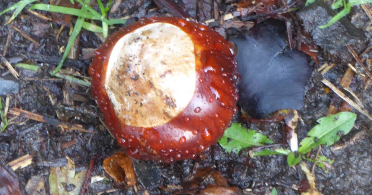 Wild and Wonderful Words, Key Components of Nature Writing