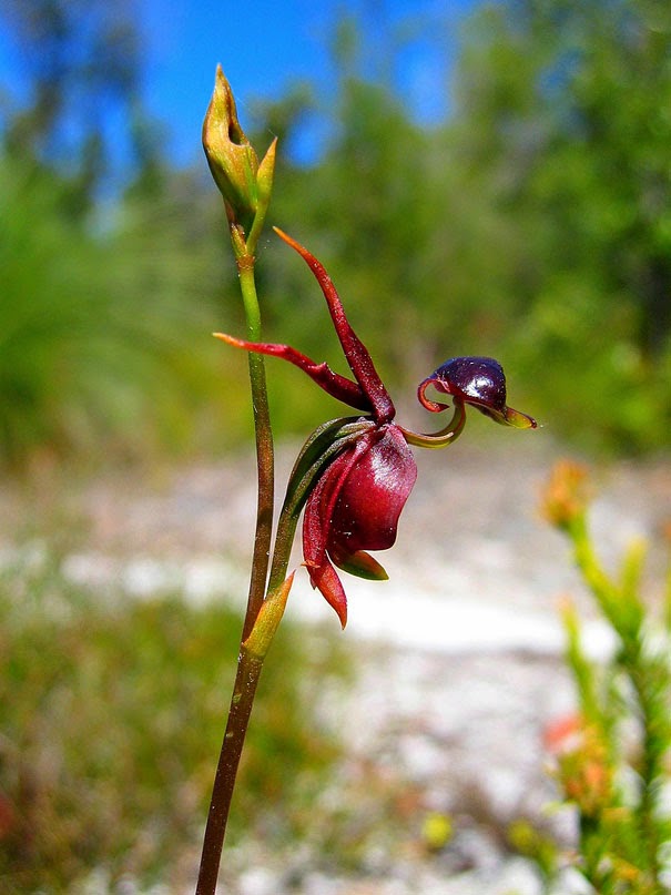 Flying Duck Orchid (Caleana Major) - 17 Flowers That Look Like Something Else