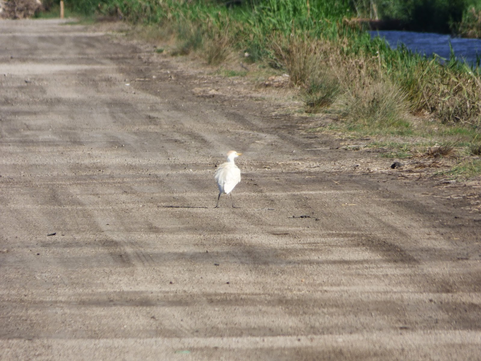 ibis