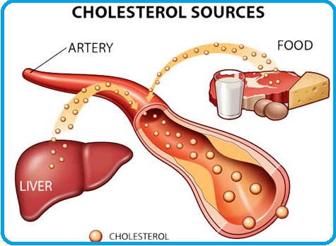 Apa Fungsi Kolesterol? Memahami Kolesterol Dengan Benar