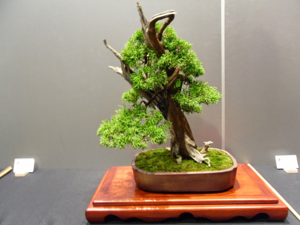 bonsai vereniging Apeldoorn bonsaishow Midden Nederland