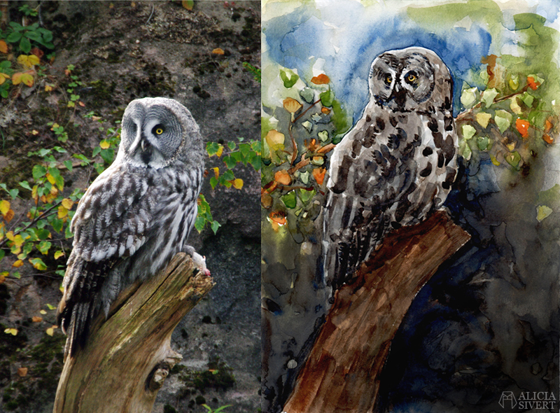 Great grey owl watercolour and reference picture by Alicia Sivertsson. Great grey owl watercolour by Alicia Sivertsson. lappuggla strix nebulosa aliciasivert alicia sivert akvarell aquarelle water color water colour watercolor owl uggla måla målning painting konst art referensbild jämförelse