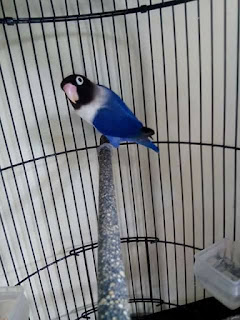 harga lovebird vio perso harga lovebird vio perso