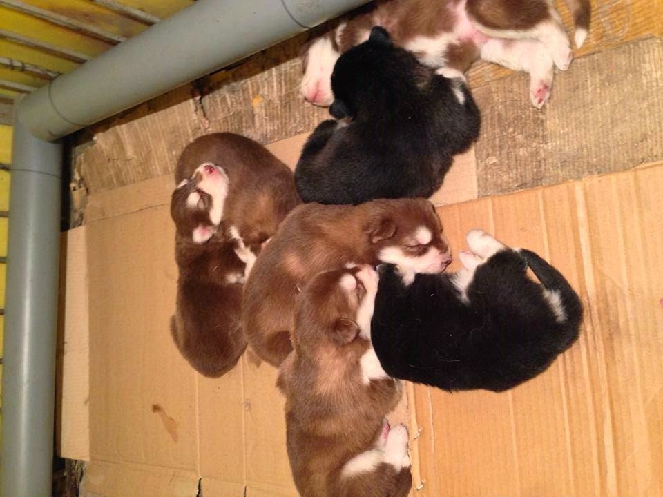Đàn con 5 đỏ 2 đen của Phi Tặc Đàn con 5 đỏ 2 đen của Phi Tặc