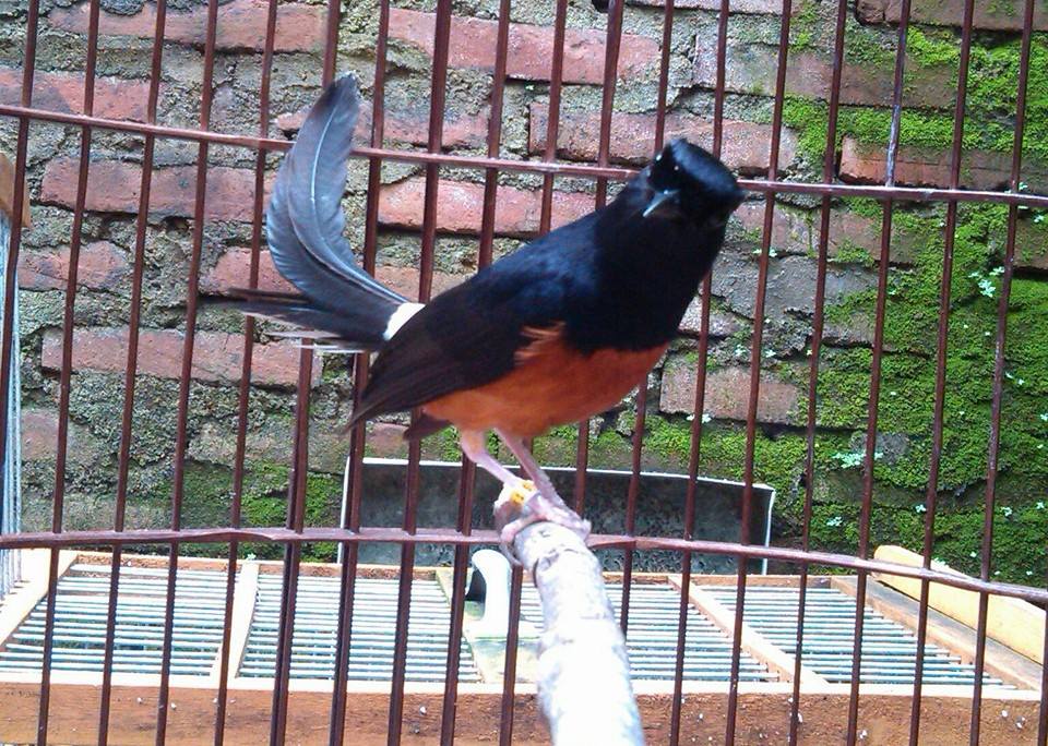 Harga Murai Batu Medan Super Ekor Buntut 30 Cm Terbaru ...