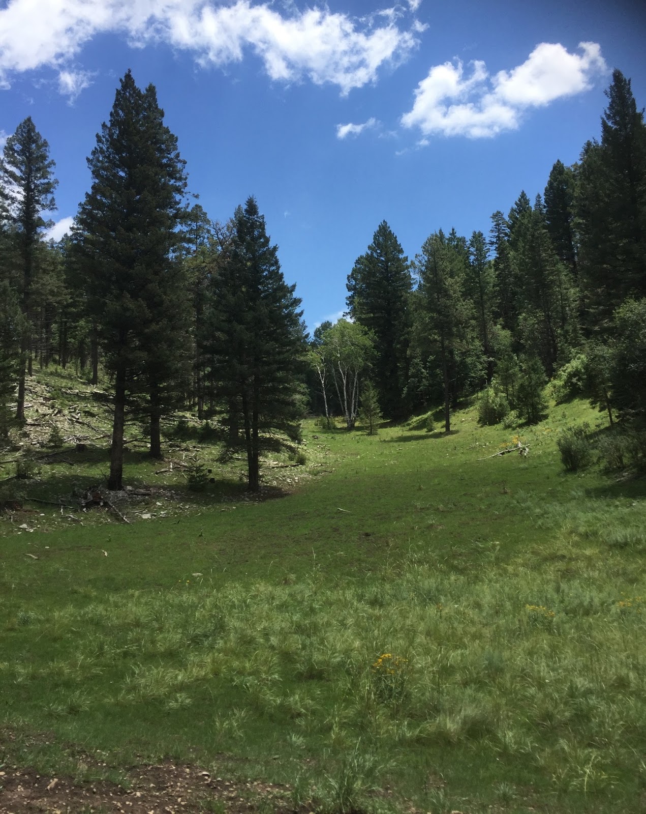 Southern New Mexico Explorer Bailey Canyon Lincoln National Forest
