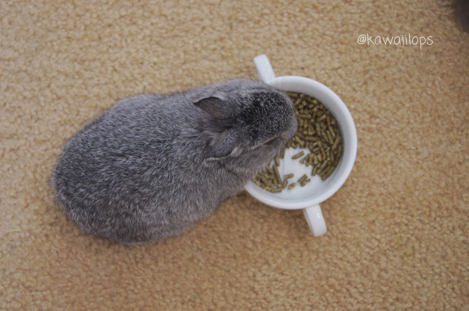 KAWAIILOPS What makes a good adult rabbit pellet?