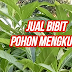 Tips Belanja Bibit Buah Online