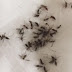 Moradores de Alagoinhas denunciam infestação de mosquitos na cidade: "Situação é caótica"