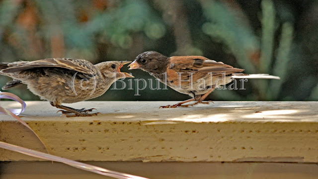 Dark Eyed Junco feeding a chick Dark Eyed Junco feeding a chick