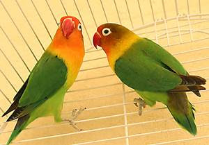 lovebird holland lovebird holland