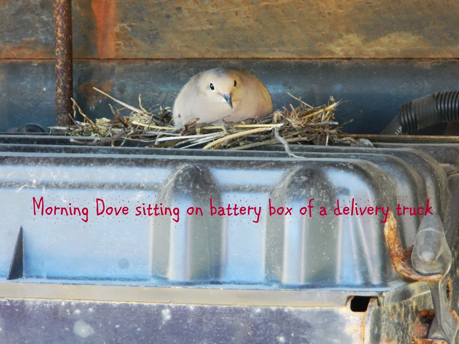 mourning dove nest box
