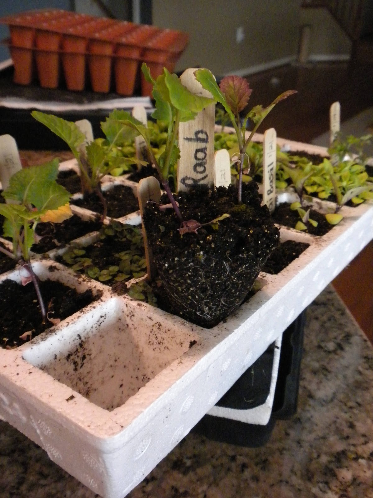 Strange Gardener Choosing containers for seed starting