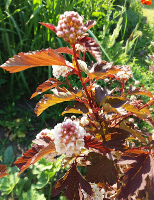 Physocarpus opulifolius "Center Glow"