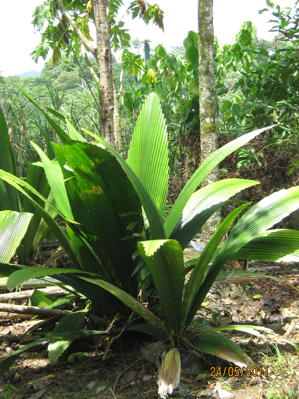 TROPICAL PLANT LIBRARY Johannesteijsmannia altifrons