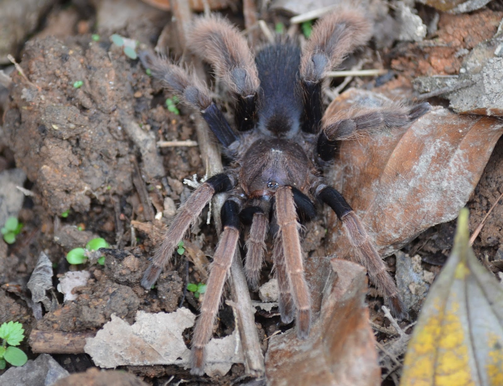 Wildlife Encounters in South East Asia and South America. By Francis ...