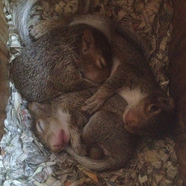 three baby squirrel founded with bella