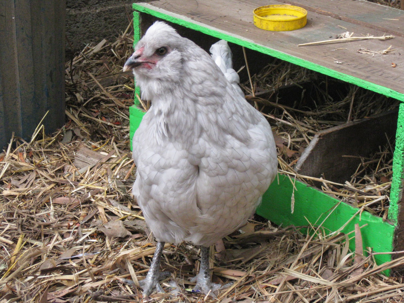 How to force feed a sick chicken...!?