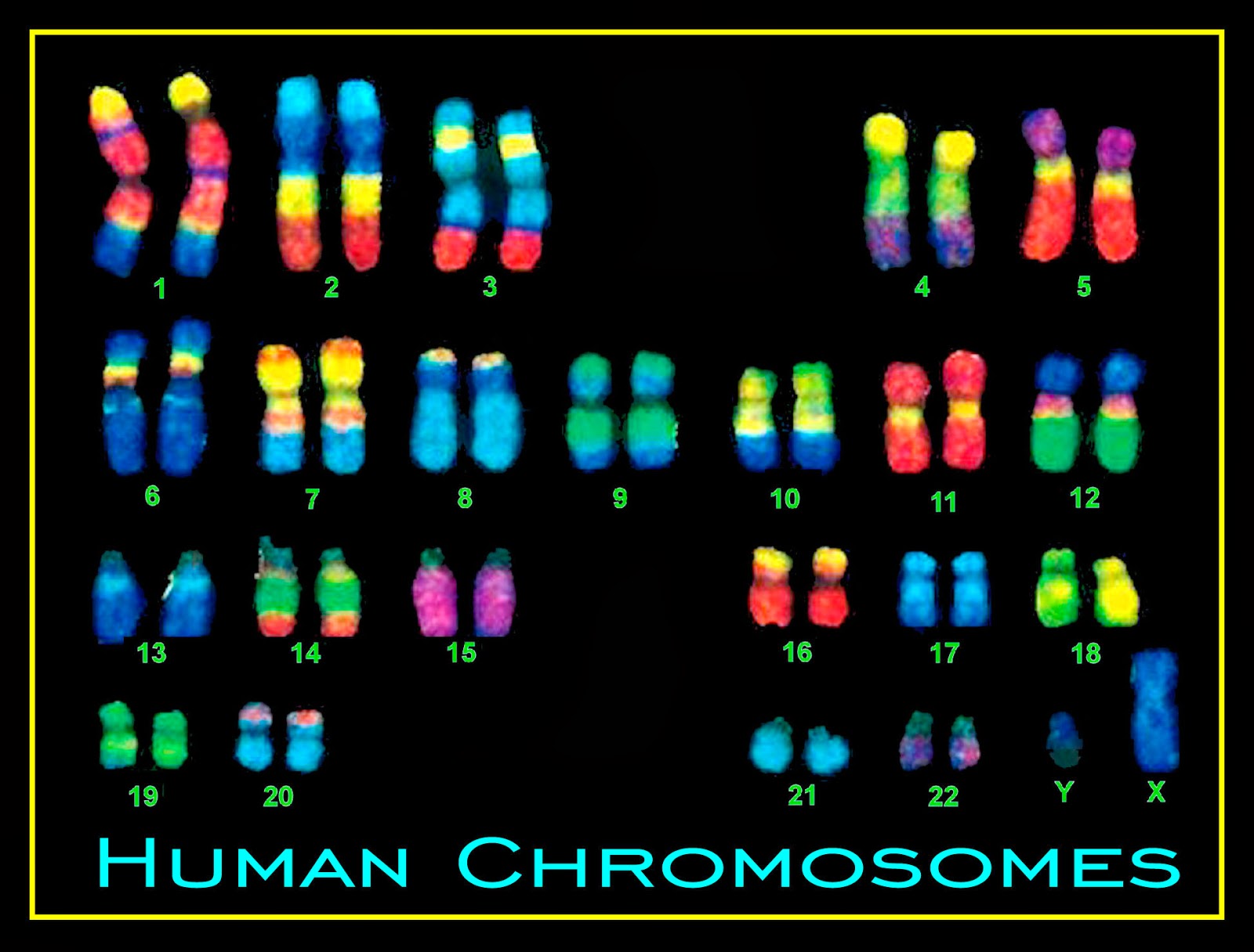 Number Of Chromosomes In Cells