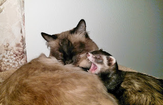 loving kitty cat sleeping with ferret yawning best friends snuggle cuddle pets
