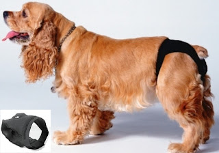 Calzones para perras, calzones anticelo, perro con calzones, perro con bragas, una perra con un calzón, Panties for female dogs, calzones anticelo, dog panties, dog panties, a dog with a short,