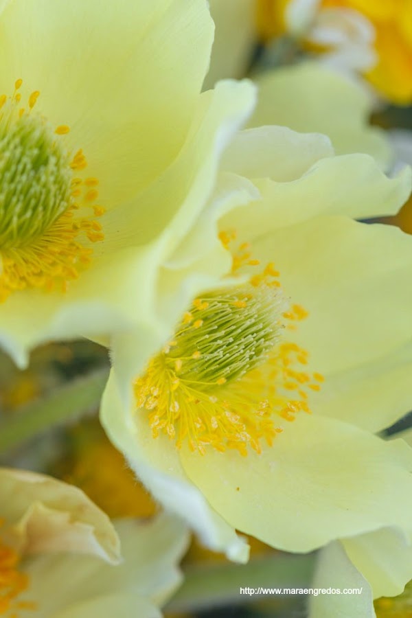 Flores del Pinar de Hoyocasero, monterones. MacroDelDía http://www.maraengredos.com/