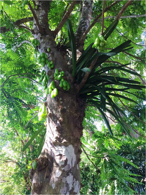 visita-al-orquideario-de-soroa-la-letra-corta visita-al-orquideario-de-soroa-la-letra-corta