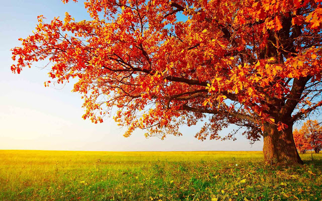 Nature Wallpaper HD For Desktop Free Download Full Size Nature Wallpaper HD For Desktop Free Download Full Size