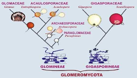 klasifikasi taksonomi mikoriza