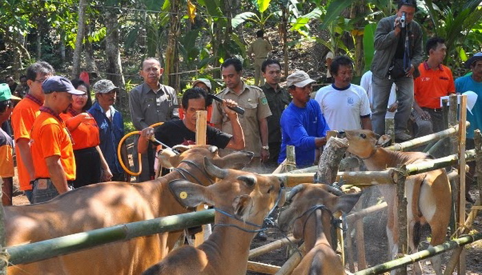 Sektor Peternakan Dongkrak Perekonomian Tabanan