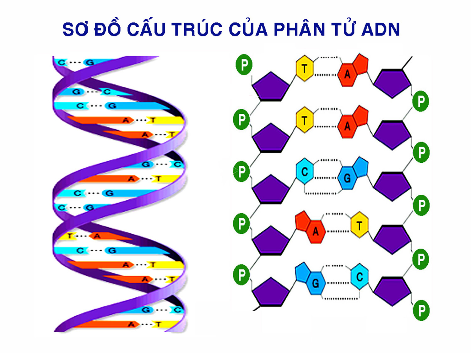 Biological image library the structure of dna