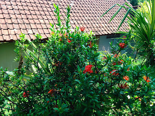 Ashoka Plant In The Garden