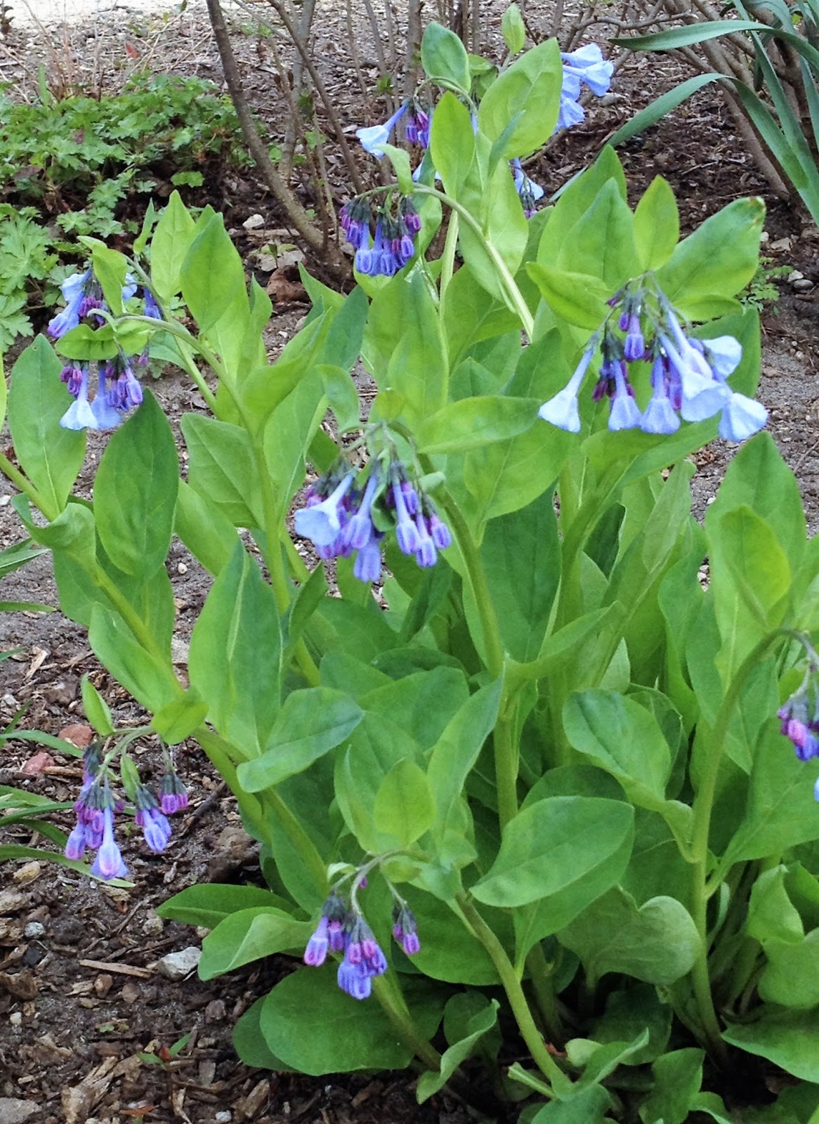Talking to Plants Virginia BlueBells