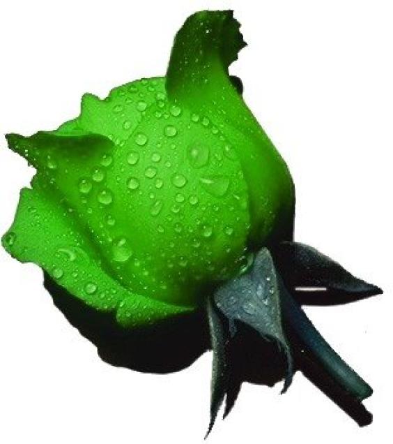 green rose clip art - photo #5
