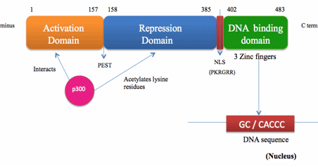 Genetics essay