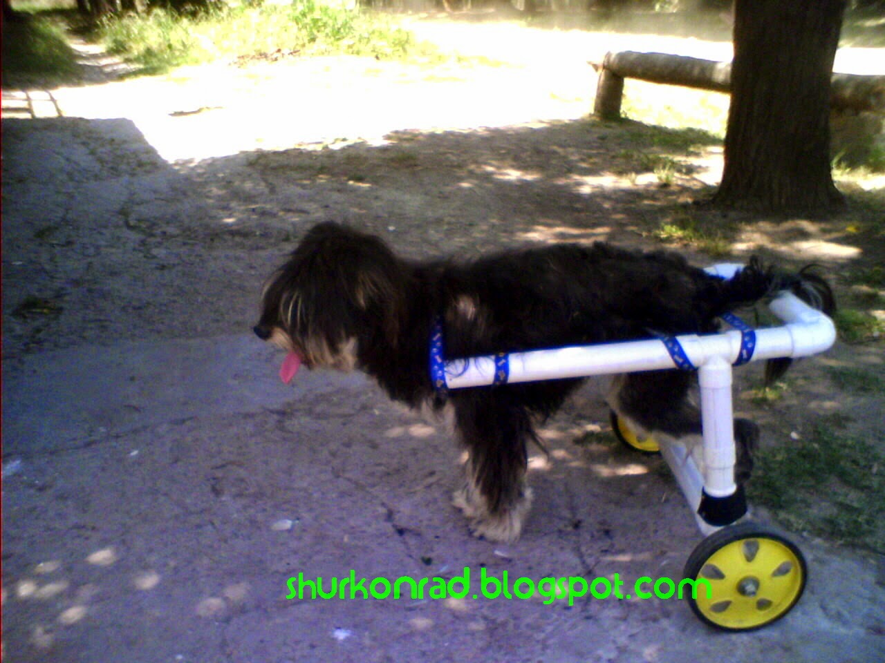 ShurKonrad perro silla ruedas dog 32